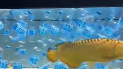 藍龍魚混養多久會打架（養魚指南|為什么兩條龍魚混養就會出現打架的情況）