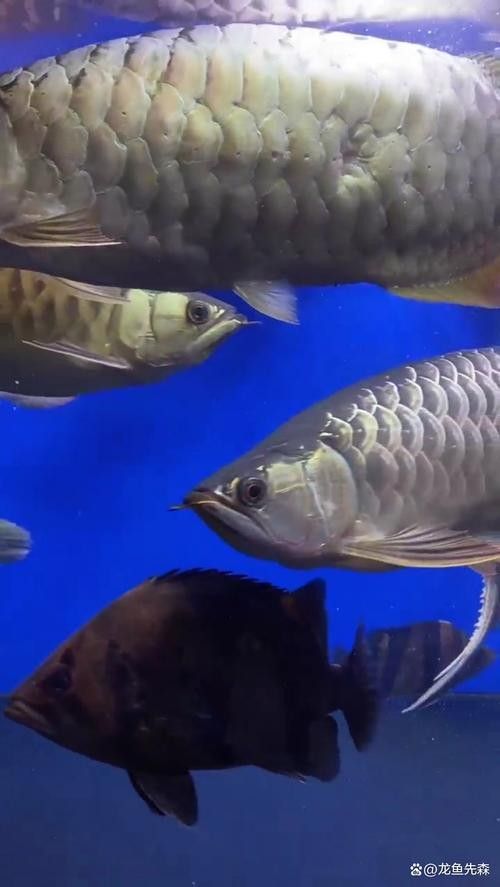 藍龍魚混養多久會打架（養魚指南|為什么兩條龍魚混養就會出現打架的情況）