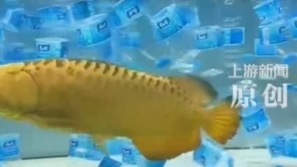 藍龍魚混養多久會打架（養魚指南|為什么兩條龍魚混養就會出現打架的情況）