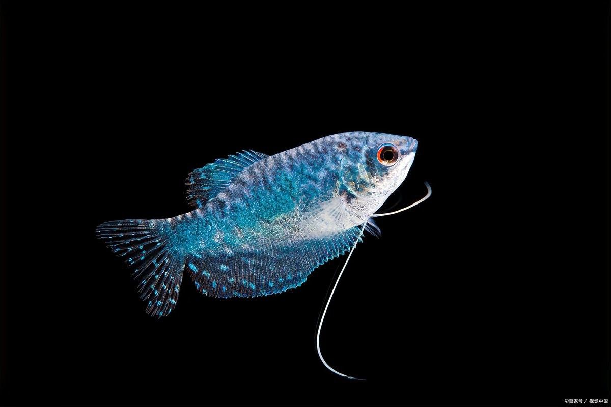曼龍魚多久喂一次食比較合適（曼龍魚的喂食頻率是確保其健康和活力的關鍵）