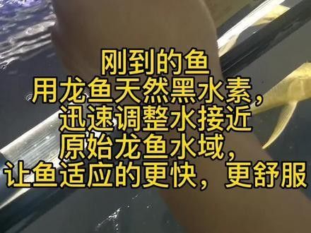龍魚黑水有哪些品牌推薦 龍魚黑水有哪些品牌推薦 龍魚百科 第2張