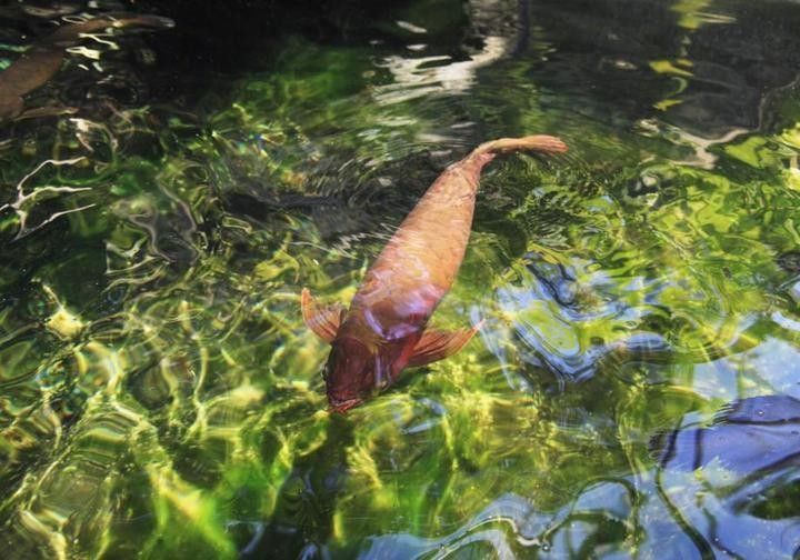 龍魚黑水有哪些品牌推薦 龍魚黑水有哪些品牌推薦 龍魚百科 第6張