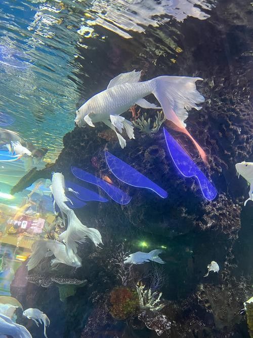 <strong><mark>桑日</mark></strong>哪個水族館龍魚好？祥龍魚場龍魚