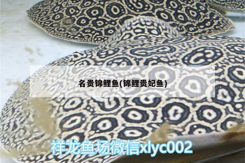 普通龍魚的飼養成本大概是多少，普通龍魚的飼養成本