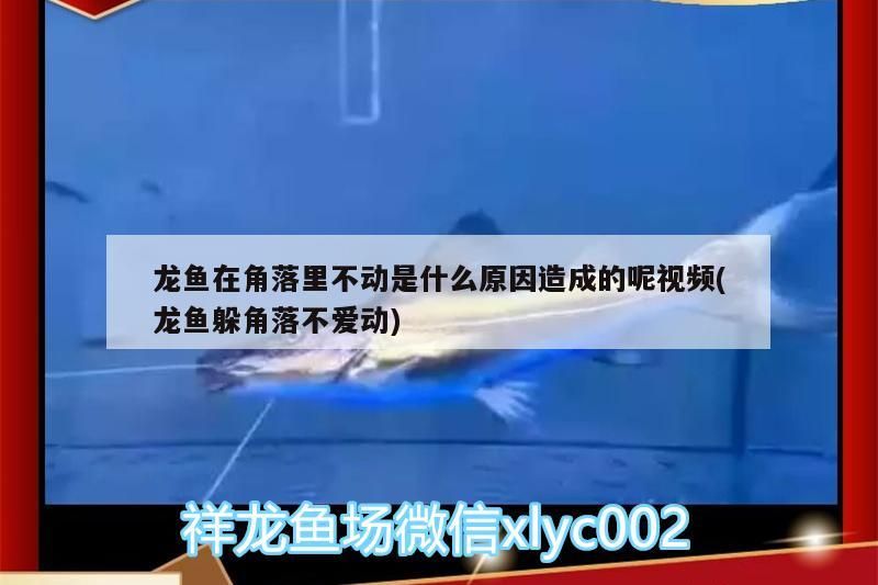 龍魚在角落里不動是什么原因造成的呢視頻(龍魚躲角落不愛動) 龍魚在角落里不動是什么原因造成的呢視頻(龍魚躲角落不愛動) 觀賞魚百科