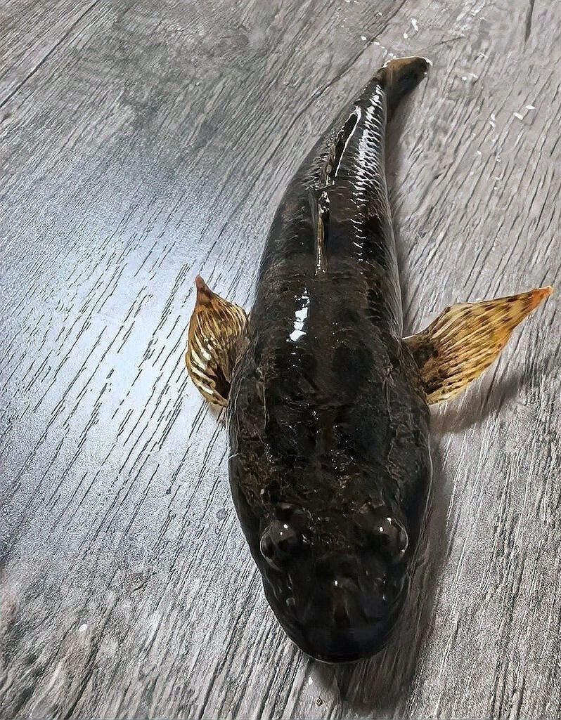 恐龍魚有哪些天敵（恐龍魚在自然水域中可能對恐龍魚構成威脅的天敵和天敵）