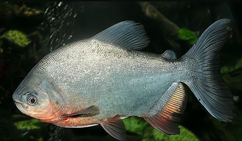 野生紅金龍魚的主要天敵有哪些？