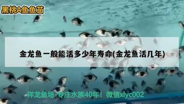 金龍魚一般能活多少年壽命(金龍魚活幾年)