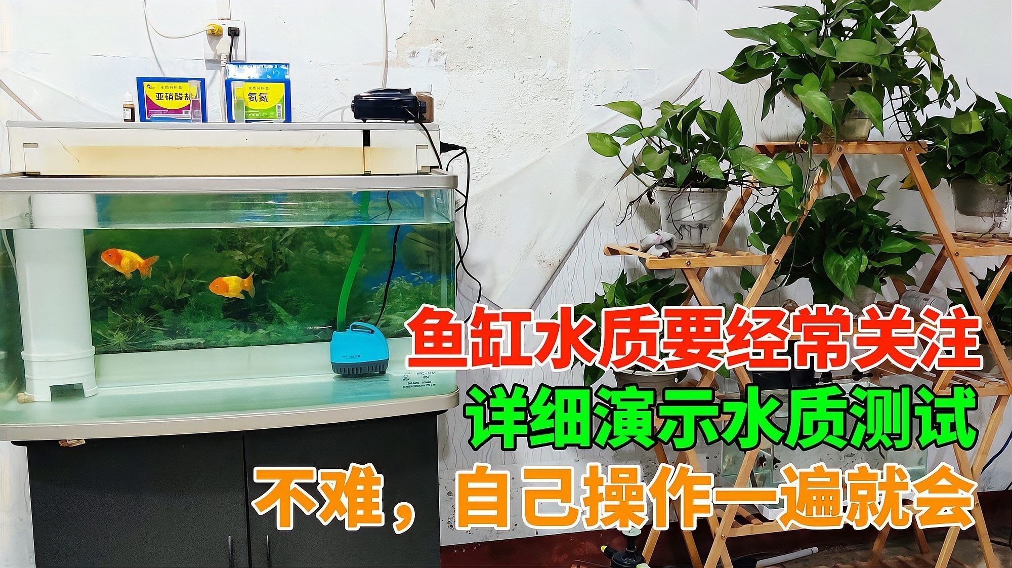如何檢測魚缸水質參數？ 如何檢測魚缸水質參數？ 龍魚百科 第3張
