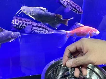 混養(yǎng)時(shí)如何降低雷龍和招財(cái)貓的沖突