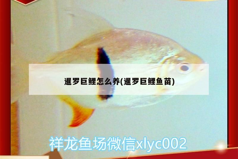 暹羅巨鯉怎么養(暹羅巨鯉魚苗)