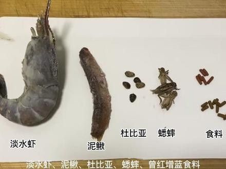 YEE雷龍魚飼料哪里可以購買？（yee雷龍魚飼料有哪些型號） YEE雷龍魚飼料哪里可以購買？（yee雷龍魚飼料有哪些型號） 龍魚百科 第2張