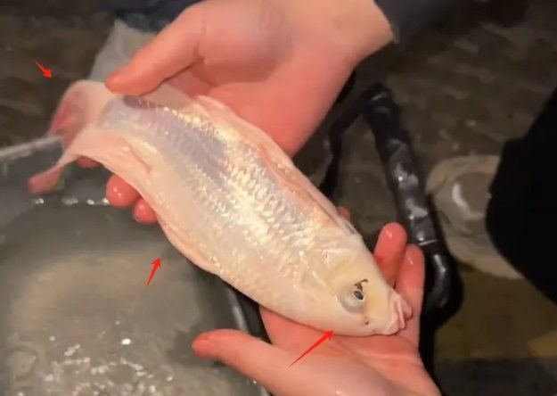 白化龍魚的市場價格如何（浙江男子釣到“化龍魚”幾十塊就賣掉,網(wǎng)友:很虧!貍貓之一的動物圈聽）