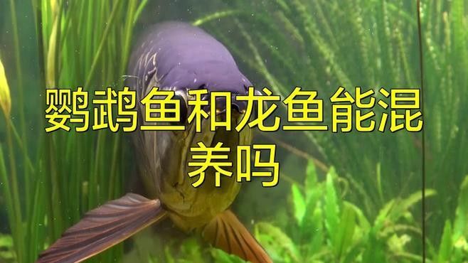 混養龍魚和鸚鵡魚需要哪些特殊設備 混養龍魚和鸚鵡魚需要哪些特殊設備 龍魚百科 第4張