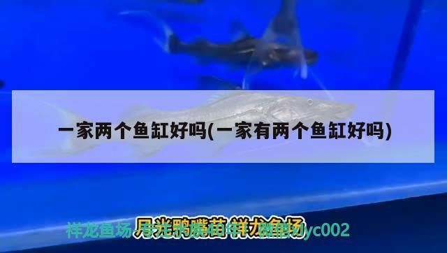 龍魚干蝦有營養(yǎng)嗎 一家兩個(gè)魚缸好嗎(一家有兩個(gè)魚缸好嗎) 觀賞魚百科 一家兩個(gè)魚缸好嗎(一家有兩個(gè)魚缸好嗎) 一家兩個(gè)魚缸好嗎(一家有兩個(gè)魚缸好嗎) 觀賞魚百科