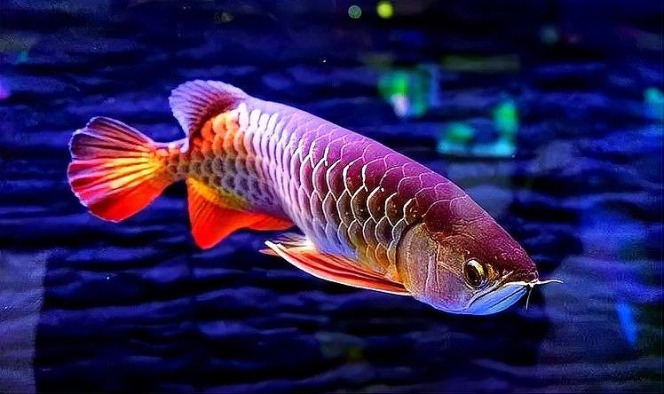 黃粉使用后多久換水（魚缸下黃粉后多久換水需要配合其他藥物使用嗎） 黃粉使用后多久換水（魚缸下黃粉后多久換水需要配合其他藥物使用嗎） 龍魚百科 第7張