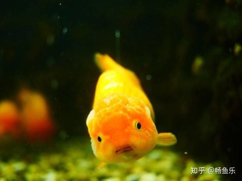 黃粉使用后多久換水（魚缸下黃粉后多久換水需要配合其他藥物使用嗎） 黃粉使用后多久換水（魚缸下黃粉后多久換水需要配合其他藥物使用嗎） 龍魚百科 第5張