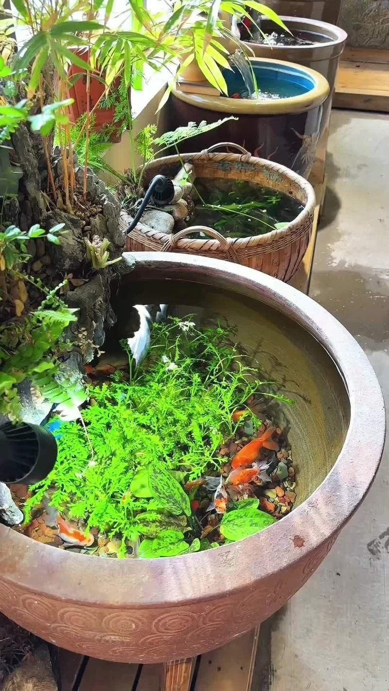 龍魚死亡后如何避免心理暗示 龍魚死亡后如何避免心理暗示 龍魚百科 第7張
