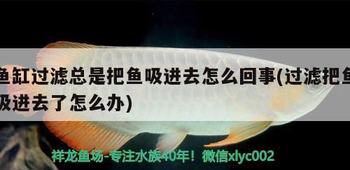 銀龍魚只吃飼料可以嗎，銀龍魚只吃飼料可以嗎 銀龍魚只吃飼料可以嗎，銀龍魚只吃飼料可以嗎 觀賞魚百科 第1張