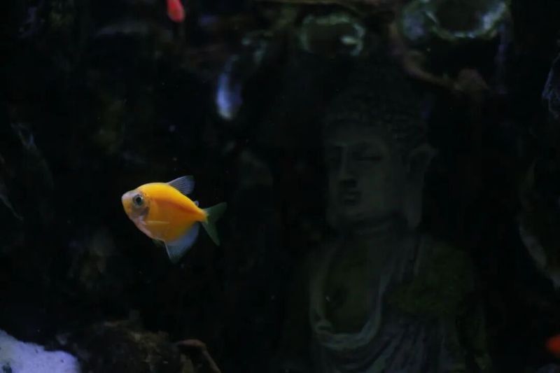 金龍魚頭朝上尾朝下多久會死？ 金龍魚頭朝上尾朝下多久會死？ 龍魚百科 第3張