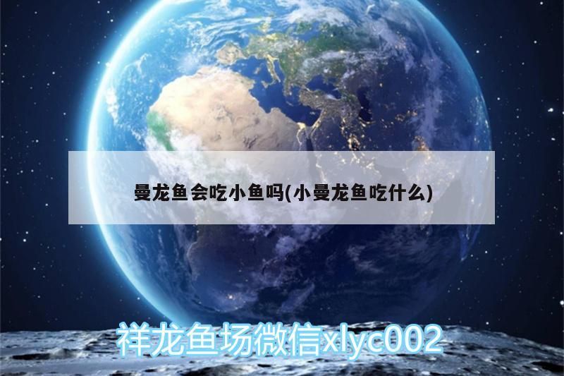 曼龍魚會(huì)吃小魚嗎(小曼龍魚吃什么)