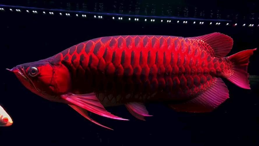 高清全龍魚圖片有哪些常用格式