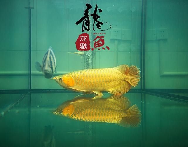 高清全龍魚圖片有哪些常用格式