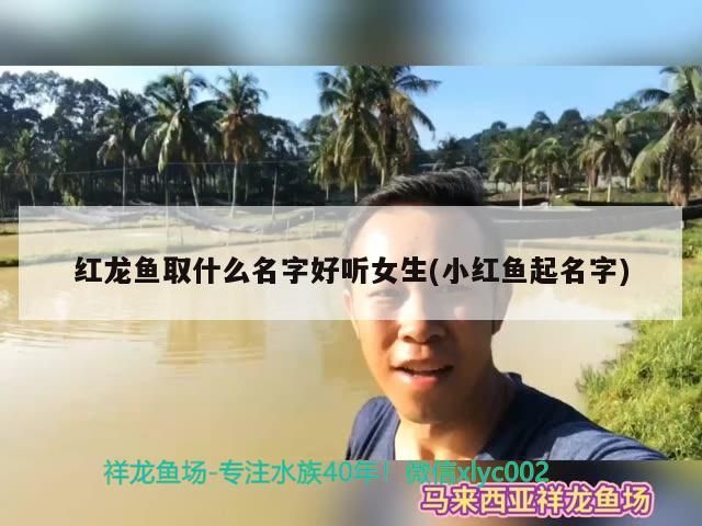 紅龍魚取什么名字好聽女生(小紅魚起名字)