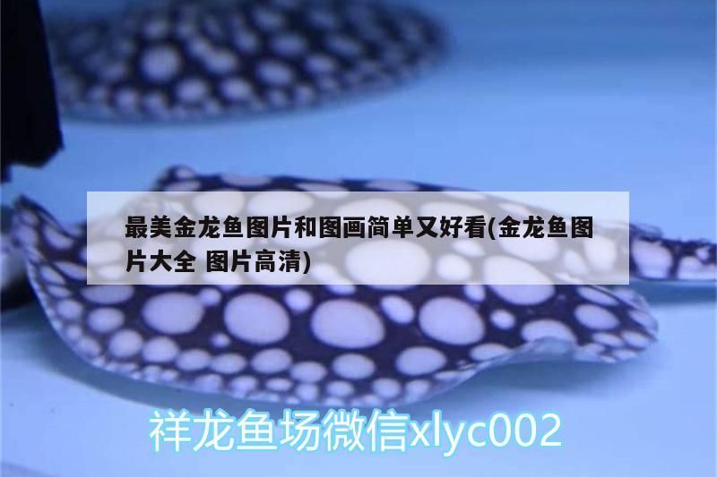 最美金龍魚圖片和圖畫簡單又好看(金龍魚圖片大全圖片高清) 最美金龍魚圖片和圖畫簡單又好看(金龍魚圖片大全圖片高清) 觀賞魚百科