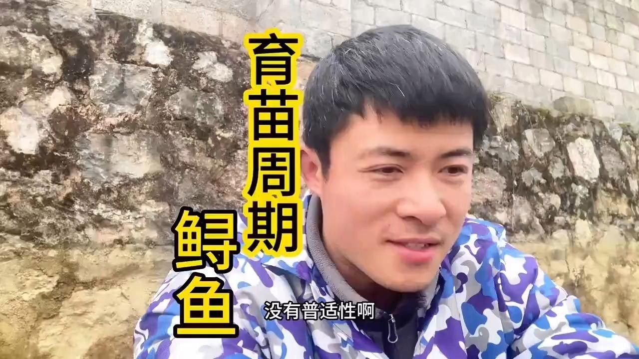 鱘龍魚(yú)養(yǎng)殖周期是多久？