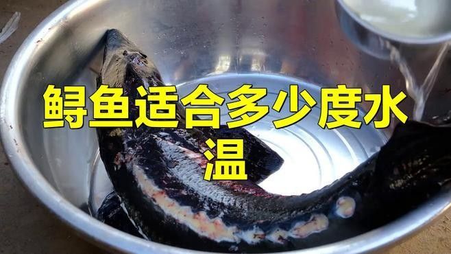 鱘龍魚(yú)養(yǎng)殖周期是多久？