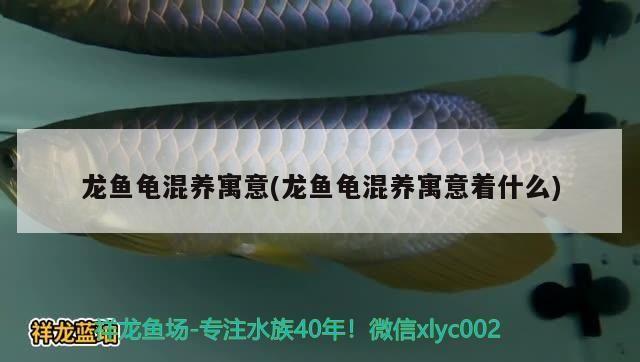 龍魚龜混養寓意(龍魚龜混養寓意著什么) 龍魚龜混養寓意(龍魚龜混養寓意著什么) 觀賞魚百科