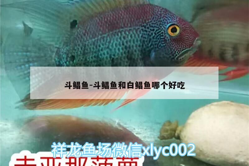 斗鯧魚:斗鯧魚和白鯧魚哪個好吃