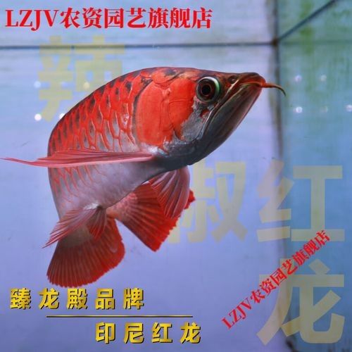 馬來紅龍魚的價格是多少？