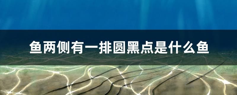 魚兩側有一排圓黑點是什么魚