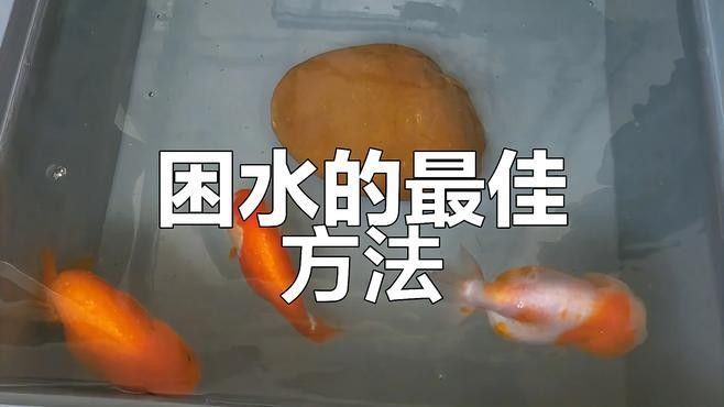 如何保持白色龍魚的水質穩定？