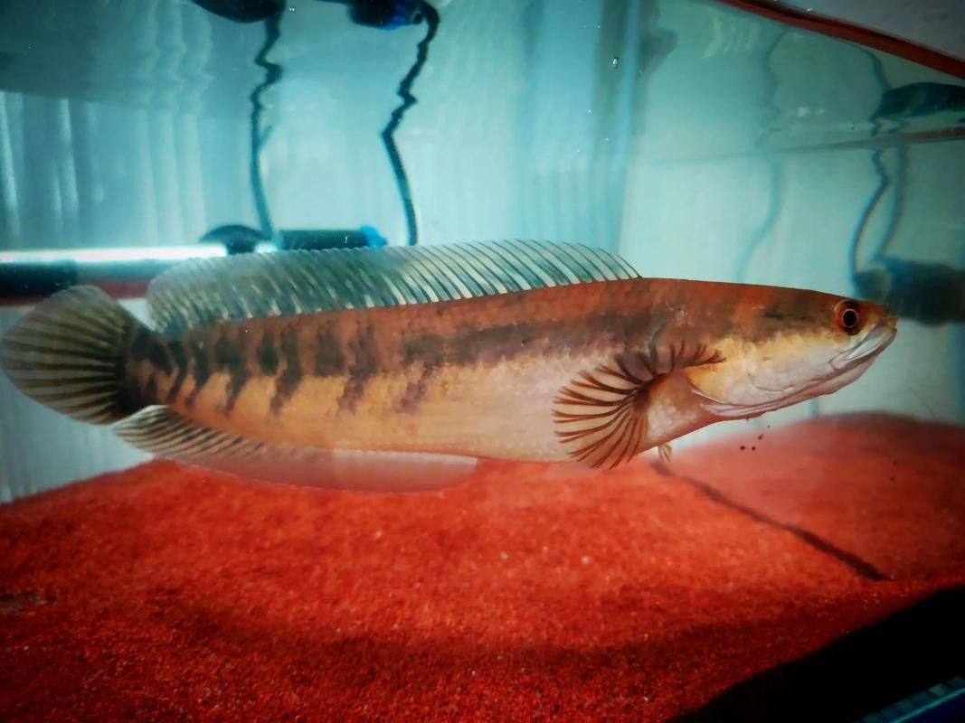 如何判斷紅魔神雷龍魚是否發色成功