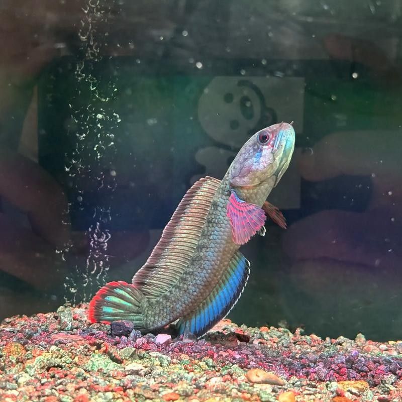 如何判斷紅魔神雷龍魚是否發色成功