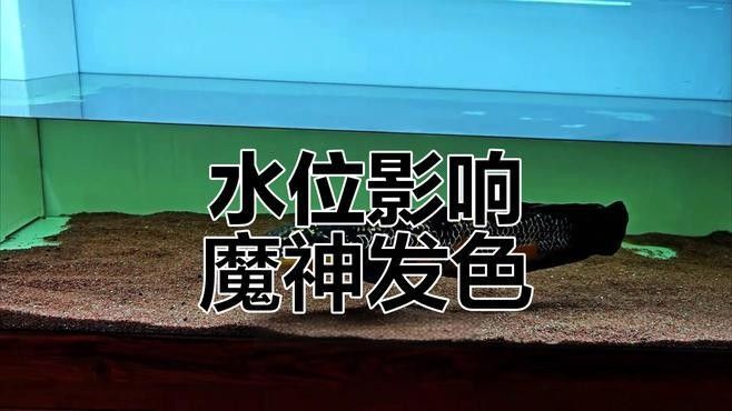 如何判斷紅魔神雷龍魚是否發色成功