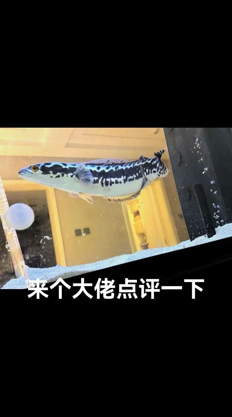如何判斷紅魔神雷龍魚是否發色成功