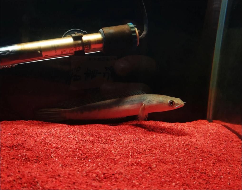 如何判斷紅魔神雷龍魚是否發色成功