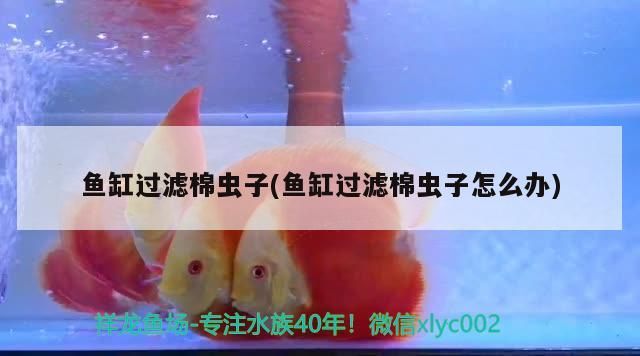 魚缸過濾棉蟲子(魚缸過濾棉蟲子怎么辦)（魚缸過濾棉上有蟲子怎么辦，魚缸過濾棉蟲子怎么處理） 魚缸過濾棉蟲子(魚缸過濾棉蟲子怎么辦)（魚缸過濾棉上有蟲子怎么辦，魚缸過濾棉蟲子怎么處理） 觀賞魚百科