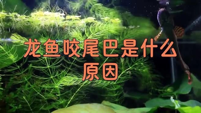 如何向祥龍魚場提交加盟申請？，向祥龍魚場提交加盟申請您需要遵循以下步驟以下步驟 如何向祥龍魚場提交加盟申請？，向祥龍魚場提交加盟申請您需要遵循以下步驟以下步驟 龍魚百科 第2張