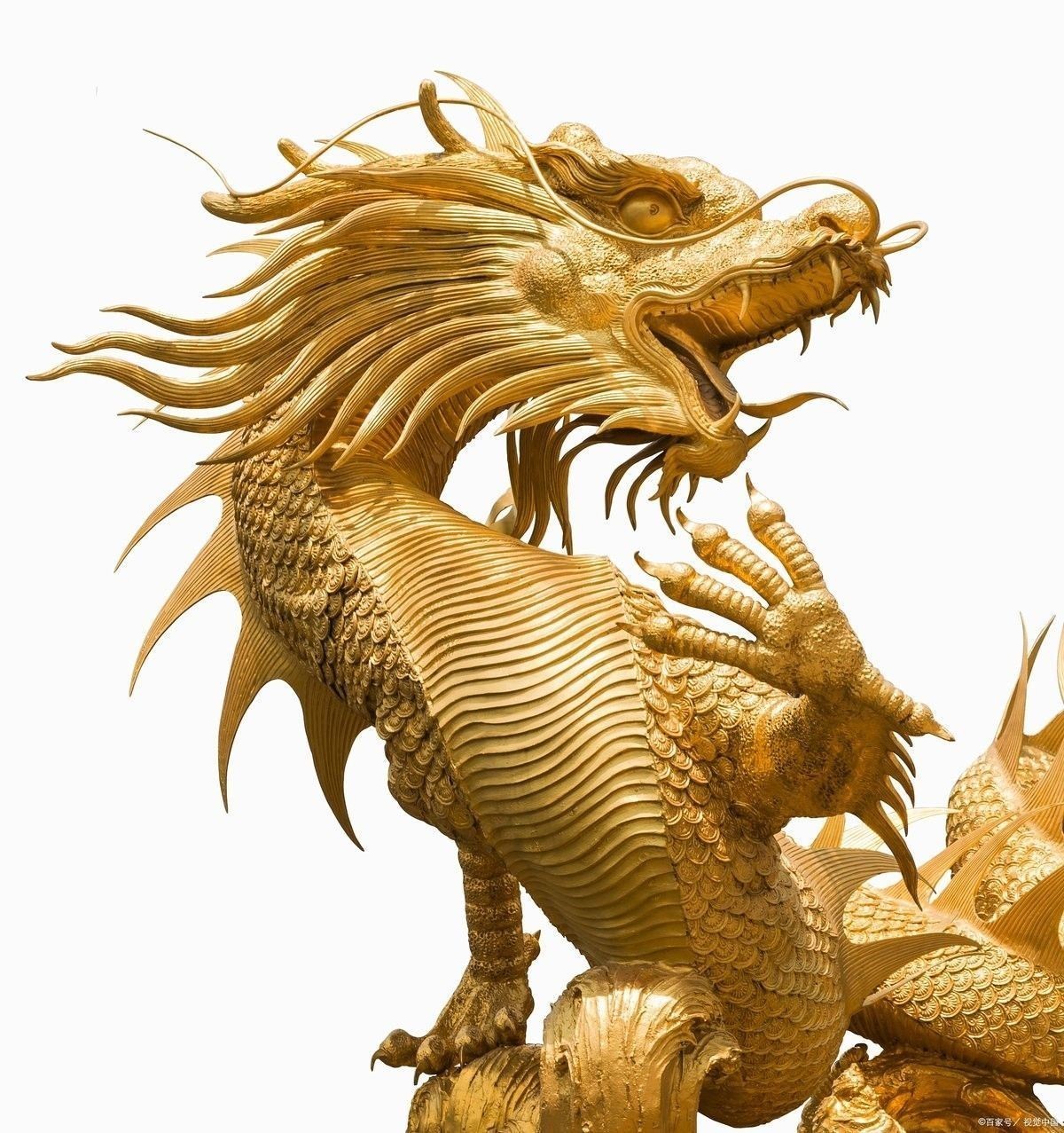 龍族社會如何影響龍的成長？ 龍族社會如何影響龍的成長？ 龍魚百科 第4張