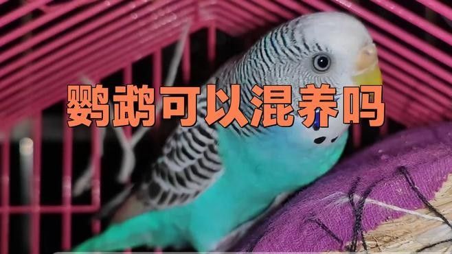 哪種混養方式最穩定（動物混養技術）