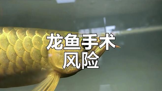 龍魚嘴歪矯正手術風險大嗎（龍魚嘴歪矯正手術的風險） 龍魚嘴歪矯正手術風險大嗎（龍魚嘴歪矯正手術的風險） 龍魚百科