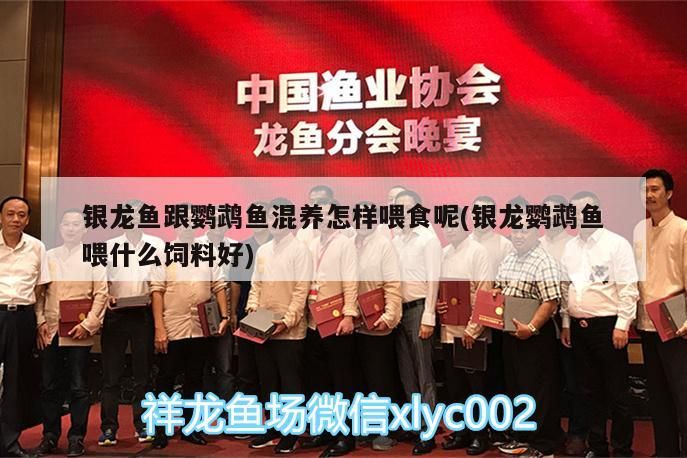 銀龍魚跟鸚鵡魚混養怎樣喂食呢(銀龍鸚鵡魚喂什么飼料好)（銀龍魚和鸚鵡魚可以在一起養嗎？） 銀龍魚跟鸚鵡魚混養怎樣喂食呢(銀龍鸚鵡魚喂什么飼料好)（銀龍魚和鸚鵡魚可以在一起養嗎？） 觀賞魚百科