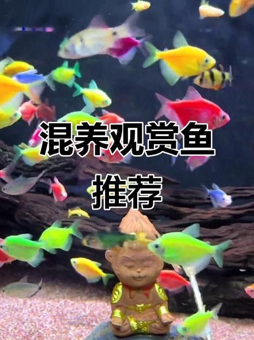 龍魚、虎魚和鳳魚的價格是多少（魚、虎魚和鳳魚的價格信息綜合整理）