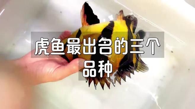 如何區分不同品種的龍魚和虎魚