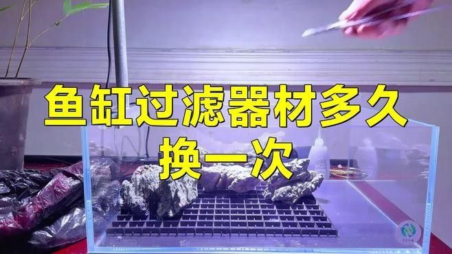 龍魚缸多久清洗一次過濾材料
